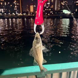 セイゴ（マルスズキ）