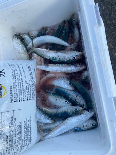 マイワシの釣果