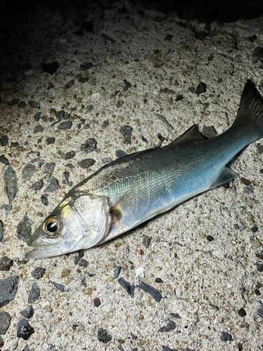 セイゴ（マルスズキ）の釣果