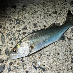 セイゴ（マルスズキ）