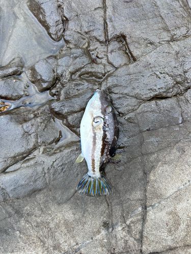 キタマクラの釣果