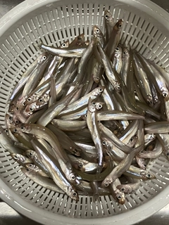 ワカサギの釣果