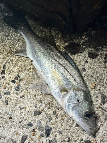 セイゴ（マルスズキ）の釣果