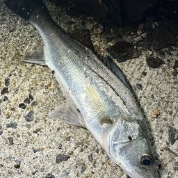 セイゴ（マルスズキ）