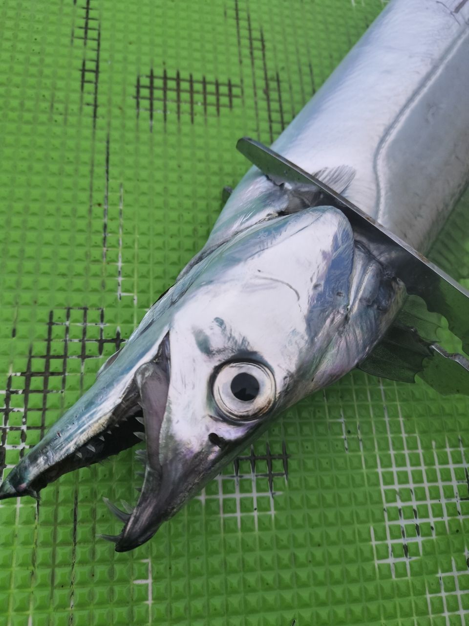 しん☆ちゃんさんの釣果 1枚目の画像