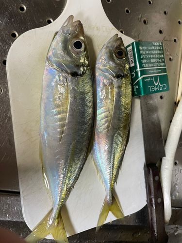 マアジの釣果