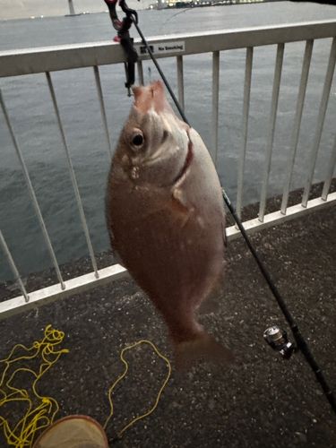ウミタナゴの釣果