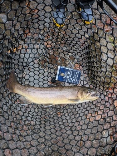 イワナの釣果