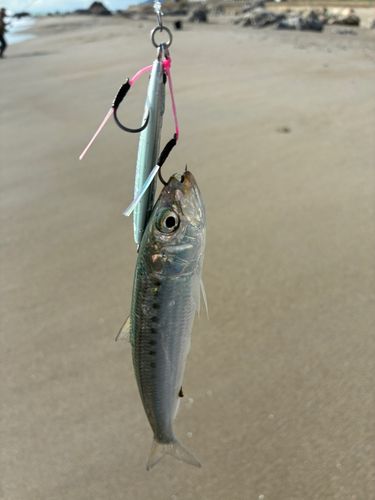 マイワシの釣果