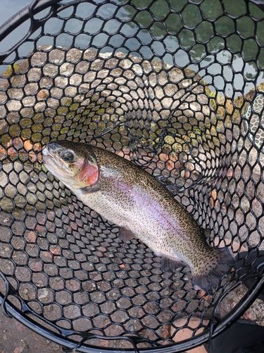 レインボートラウトの釣果