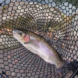 レインボートラウト