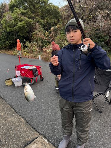 コノシロの釣果