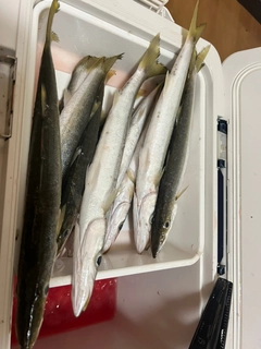 カマスの釣果