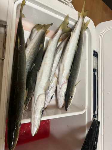 カマスの釣果