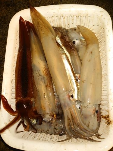 スルメイカの釣果