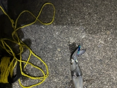 ヤリイカの釣果