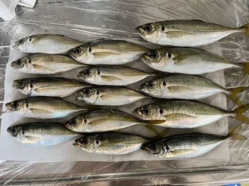 アジの釣果