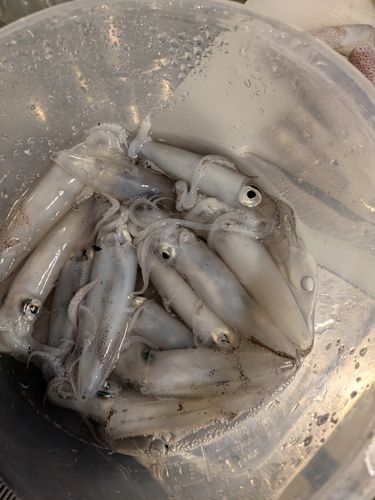 千葉港中央埠頭