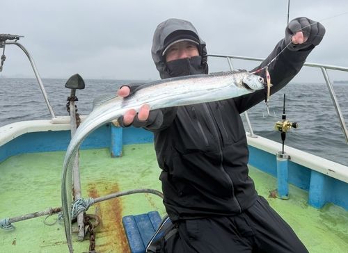 タチウオの釣果