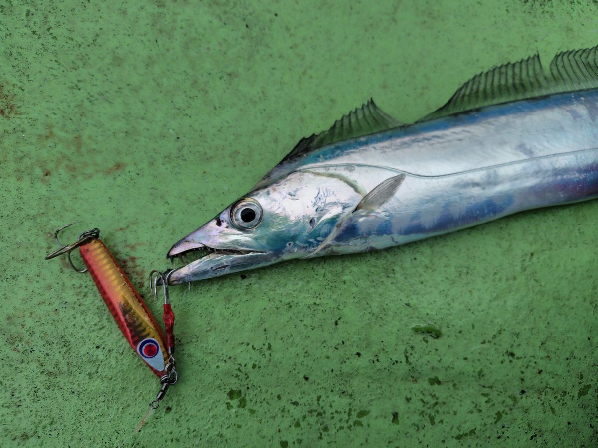 釣りばっか@お103さんの釣果 2枚目の画像