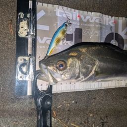 セイゴ（マルスズキ）