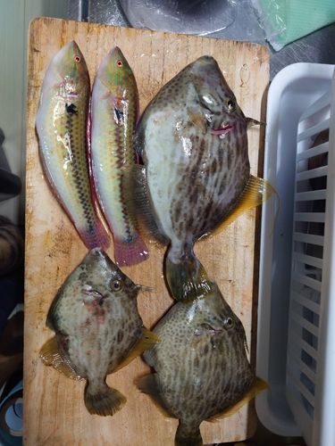 カワハギの釣果