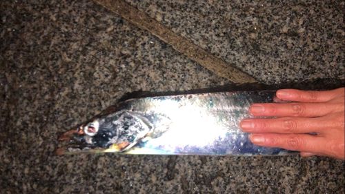 タチウオの釣果