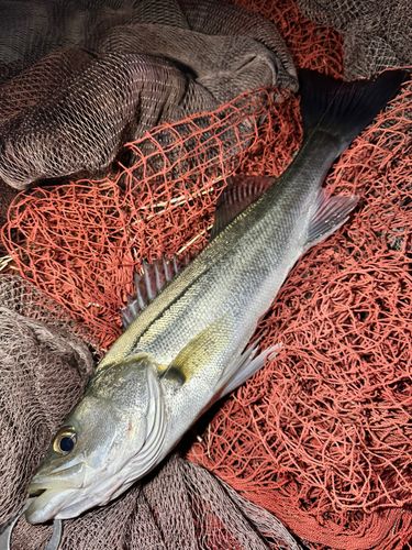 セイゴ（マルスズキ）の釣果