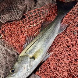 セイゴ（マルスズキ）