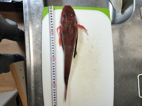 ホウボウの釣果