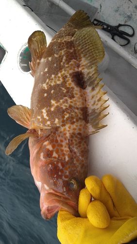 キジハタの釣果