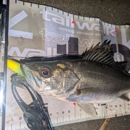 セイゴ（マルスズキ）