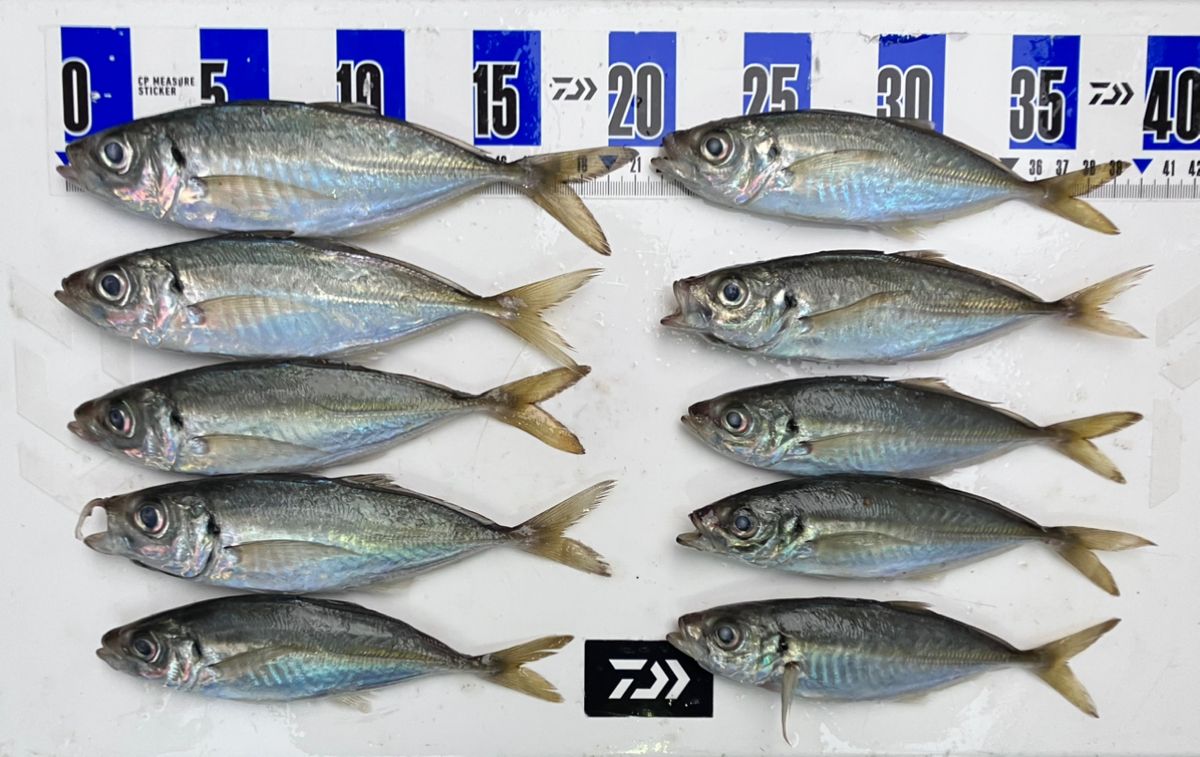 アングラーナーヒャンさんの釣果 3枚目の画像