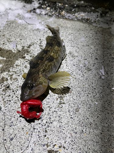 苫小牧港防波堤