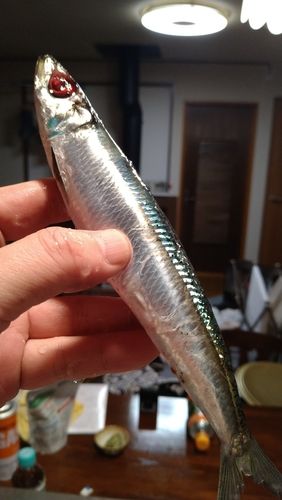 イワシの釣果