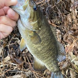 スモールマウスバス