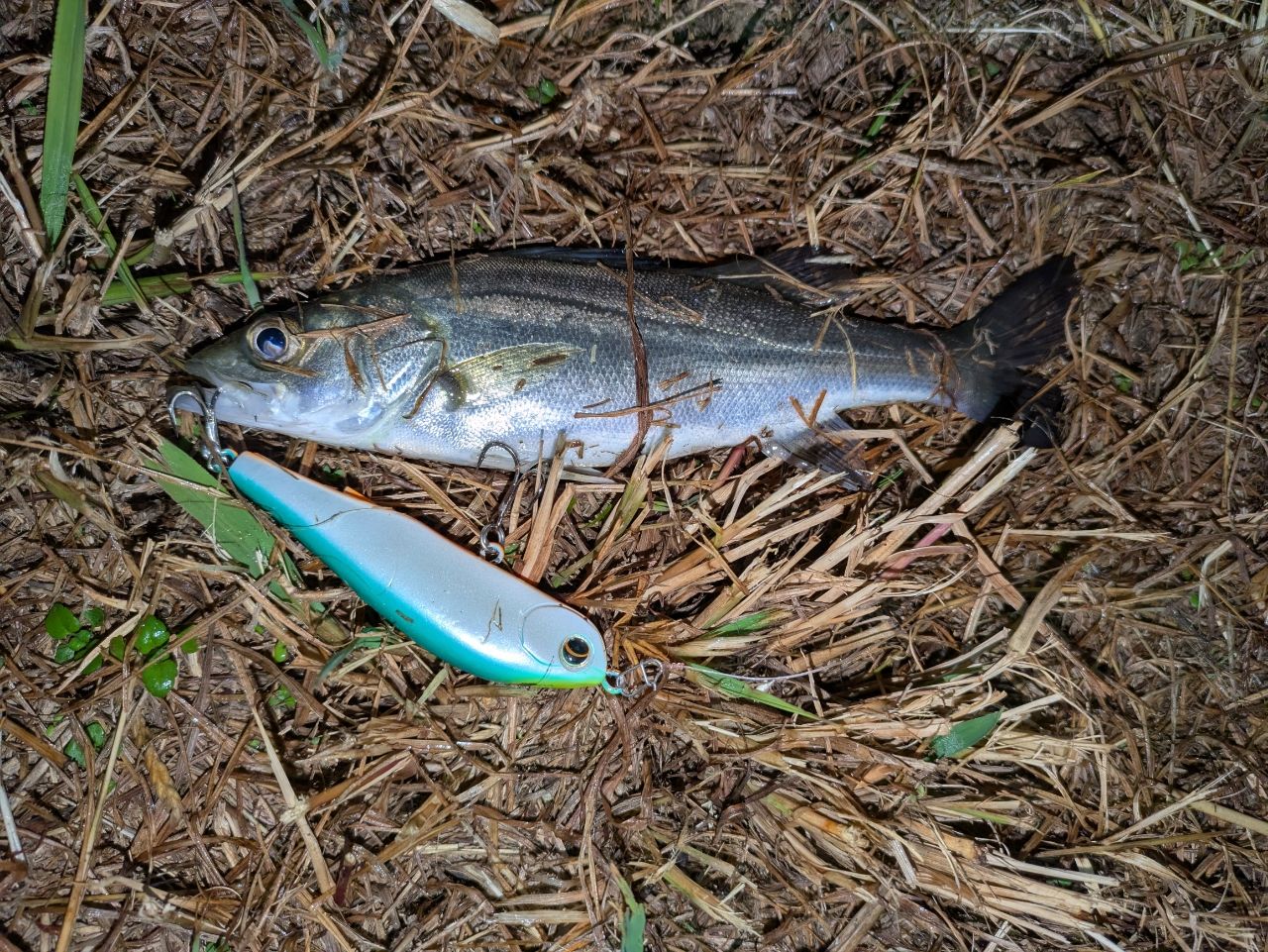 セイゴ（マルスズキ）