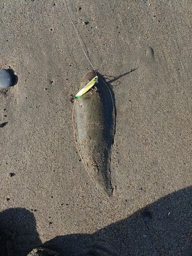 シタビラメの釣果