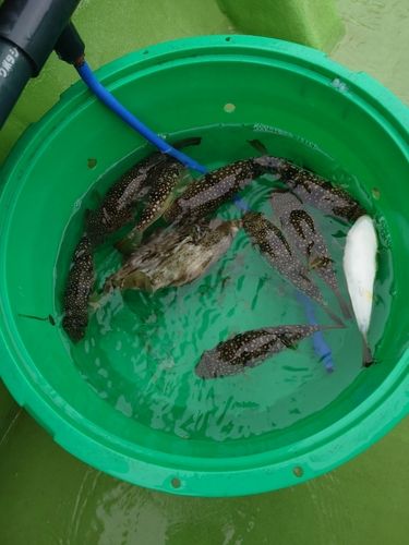 コモンフグの釣果