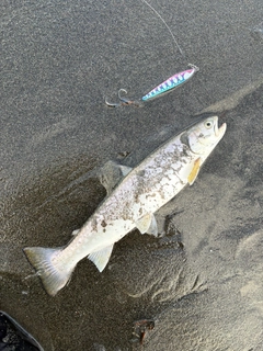 アメマスの釣果