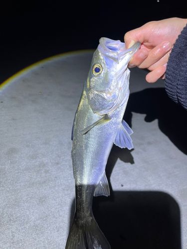 シロメバルの釣果