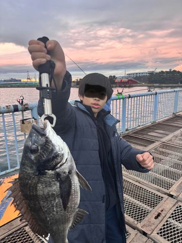 クロダイの釣果