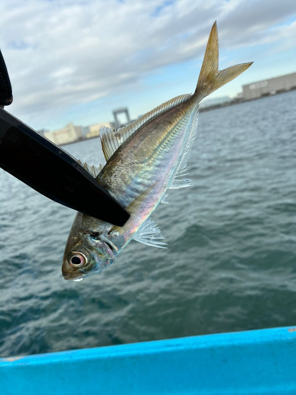 アジつりたいさんの釣果 1枚目の画像