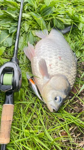 ヘラブナの釣果