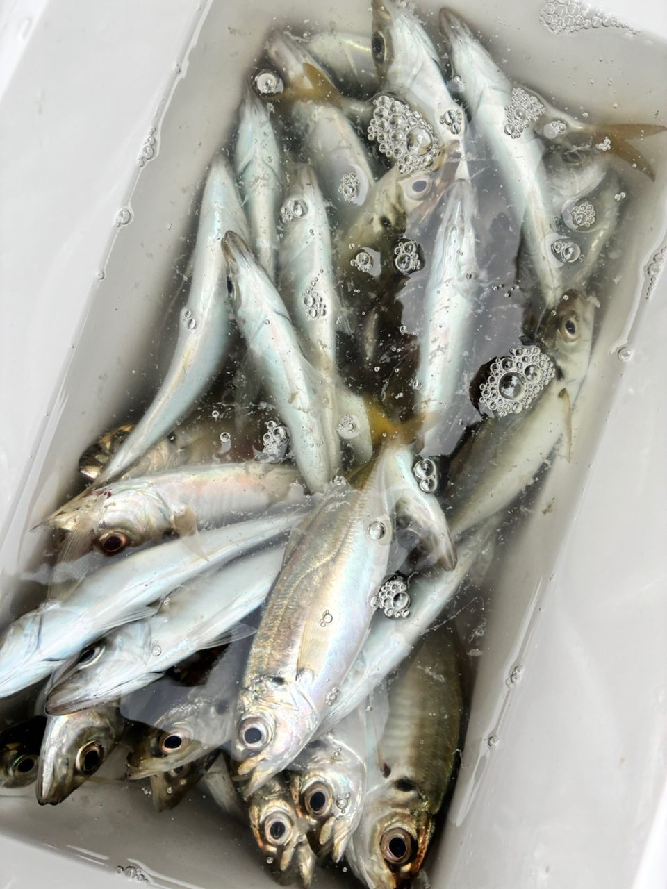 アジつりたいさんの釣果 2枚目の画像