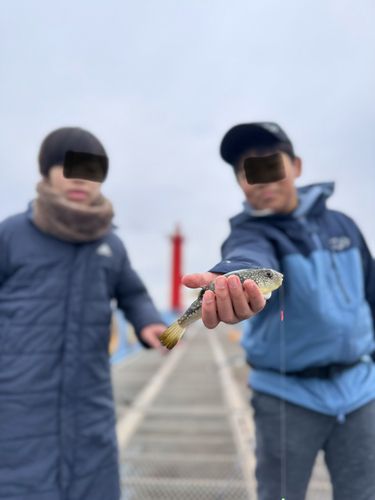 フグの釣果