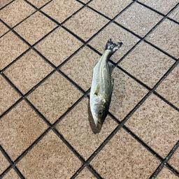 セイゴ（タイリクスズキ）