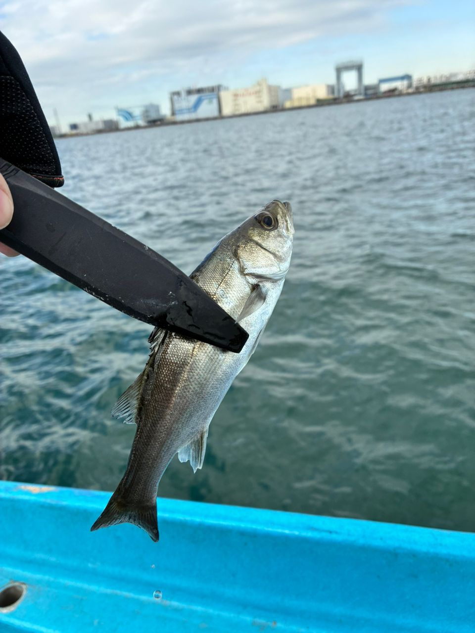 アジつりたいさんの釣果 1枚目の画像