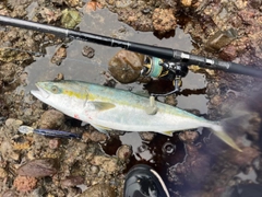 フクラギの釣果