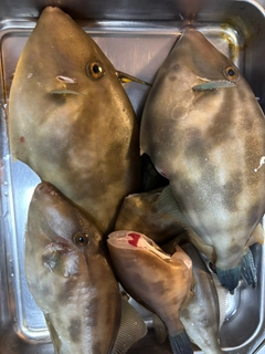 ウマヅラハギの釣果